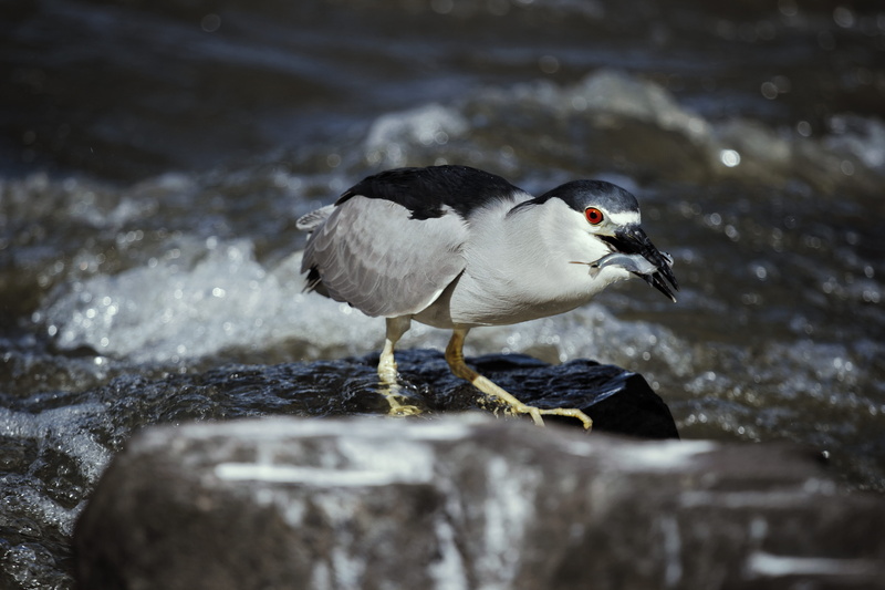 peixe, animal, fishing, nature, selective focus, day, lake, ave, perching, one animal, waterfall, brazil, 5K, pesca, water, cachoeira, no people, solid