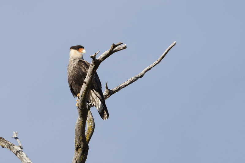 low angle view, one animal, animal themes, patagonia, no people, blue, animals in the wild, plant, outdoors, carcará, animal, nature, bird, vertebrate