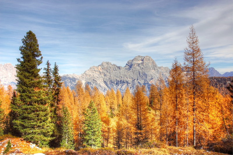 rubble field, vision, alm, scenics - nature, rock, sorapis, coniferous tree, autumn, 2K, pine tree, plant, alpine, mountain, growth, beauty in nature