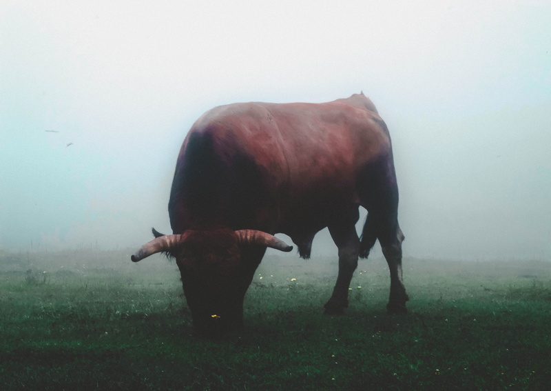 outdoor, forest, outdoors, mammal, 5K, domestic, one animal, spain, domestic animals, lakes of covadonga, grass, covadonga, nature, animal themes, asturias