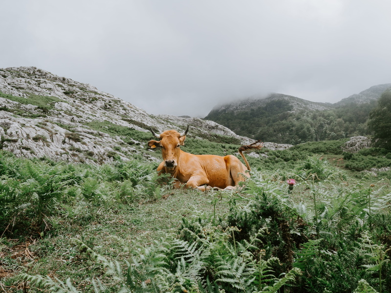 canine, domestic, one animal, dog, hill, animal, lying, wildlife, cow, mountain, 4K, horn, domestic animals, countryside, field, bull, hillside, pets