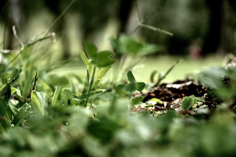 natura, moss, growth, plant, green color, sunlight, 4K, malcesine, jar, close-up, freshness, field, herbal, green, land, selective focus, pottery, planter