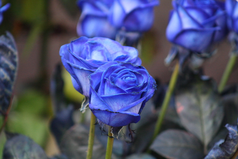 azul, close-up, flower, plantas, 4K, fragility, barcelona, day, vulnerability, springtime, freshness, purple, dew, purity, rosas azules, focus on foreground