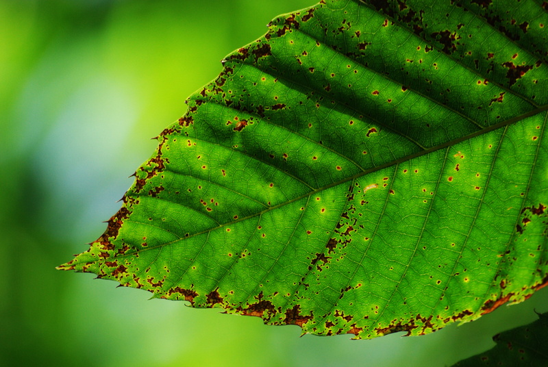 feliu ventura, Agost, ventura, tree, close-up, focus, la, environment, Viladrau, que, leaf, hoja, Catalunya, Osona, forest, feelings, fulla, bosque, verd