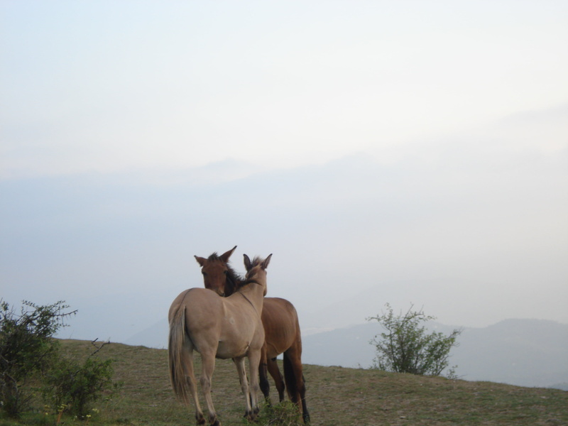 Natural, Explore, Mountain, Cataluña, Montaña, horses, two, Vallés Occidental, equi, Landscape, Mule, Catalonia, hill, Sant Llorenç del Munt, Nature, Parque