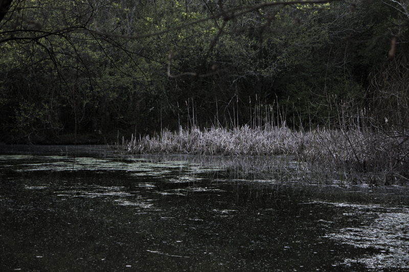 remote, scenics - nature, cuvi, bog, galicia, 5K, swamp, beauty in nature, pond, non-urban scene, land, tranquil scene, agua, woodland, growth, naturaleza