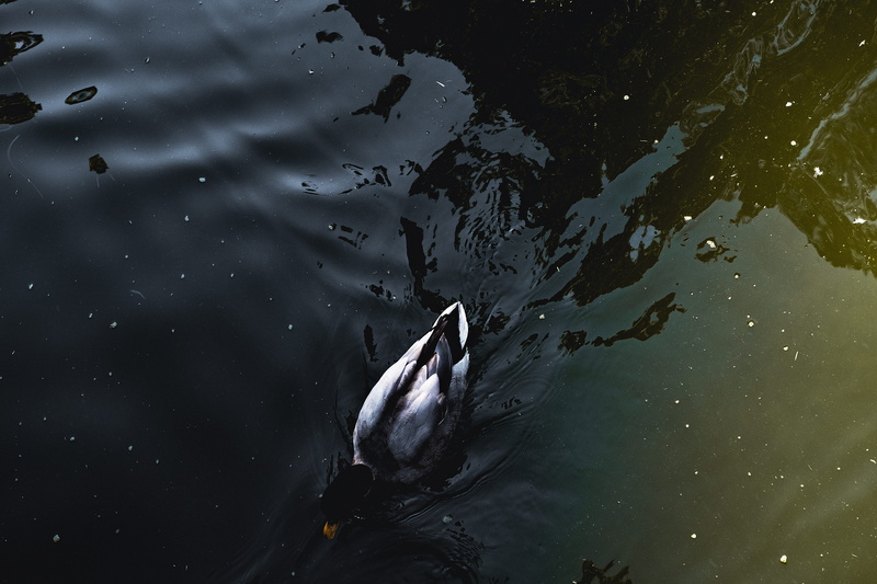 parque marechal carmona, parque, cascais, agua, 5K, pato nadando, agua verde, day, swimming, movimento, pollution, ripple, lake, marine, nadando, animals in the wild