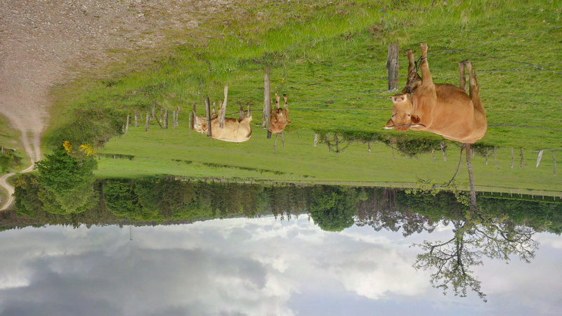 campo, green color, grass, vertebrate, tree, camino, outdoors, reflection, puentes de garcía rodríguez, as pontes de garcía rodríguez, ganado, day, plant