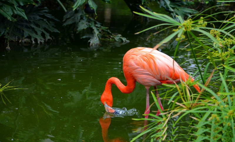 animal wildlife, water, screen, vertebrate, shrimp, brine, nature, orange color, plant, full, outdoors, animal, flamingos, flamingo, no people, pink color