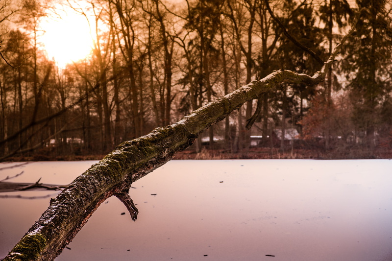 rural, sky, light, tranquility, sunset, away, 5K, sun, outdoors, river, bare tree, rest, beauty in nature, promenade, plant, tree trunk, lake, country house