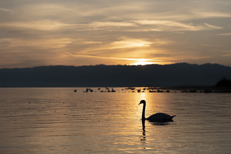 lake, animal wildlife, reflection, landscape, lake constance, animal, cloud - sky, vertebrate, plumage, waterfront, beauty in nature, group of animals