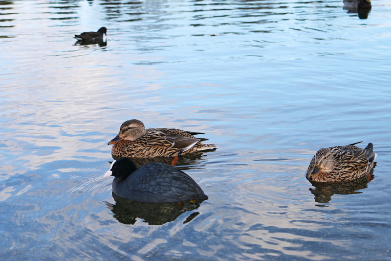 animals in the wild, day, water, ducks, two animals, outdoors, animal themes, swimming, animal wildlife, reflection, high angle view, animal family, brine