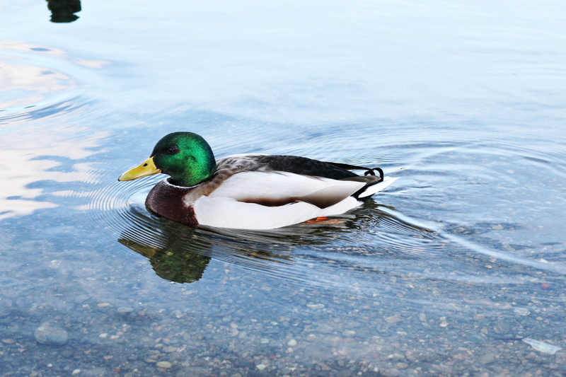 swimming, poultry, one animal, animal themes, water, duck, animal wildlife, nature, bird, male animal, vertebrate, no people, day, mallard duck, waterfront