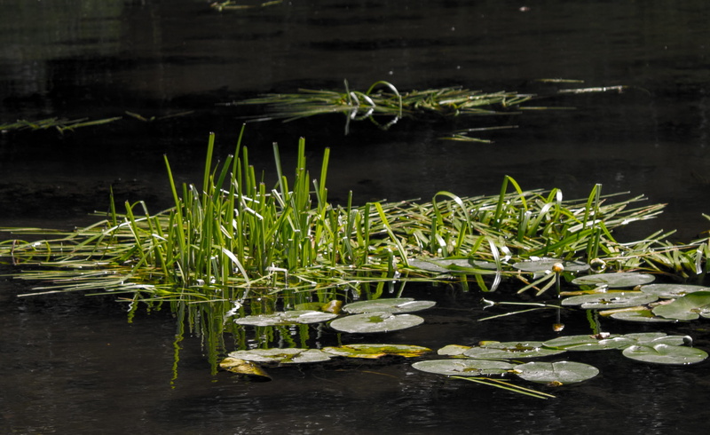 reed, aquatic plant, leaf, waterfront, plant part, wilderness, lotus water lily, beauty in nature, reflection, lake, river, floating on water, beautiful