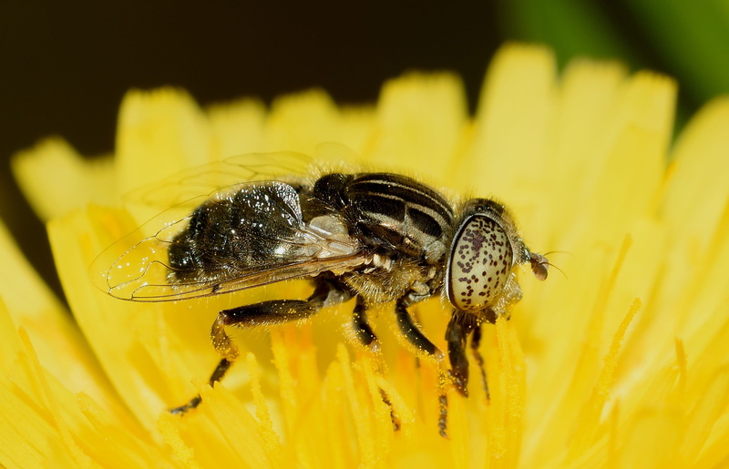 close-up, yellow, flowering plant, no people, fragility, flower head, animal themes, macro, one animal, bee, 2K, beauty in nature, insects, animals in the wild
