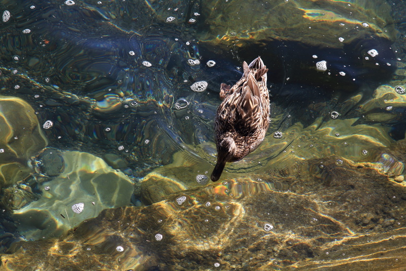 sea, vertebrate, lake, animal wildlife, water bird, high angle view, 5K, mallard, birds, duck, plumage, animal world, day, bird, animals in the wild, underwater