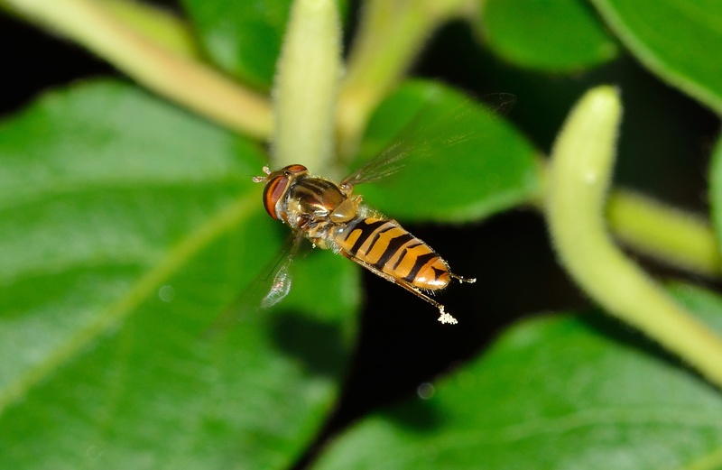 episyrphus, animal, plant, plant part, brine fly, animals in the wild, animal wildlife, no people, flight, animal themes, invertebrate, beauty in nature