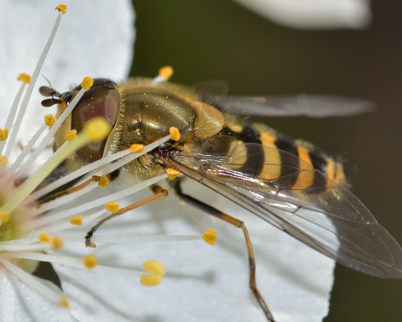 animal wing, animal themes, no people, animal, animal wildlife, close-up, plant, animals in the wild, selective focus, animal eye, one animal, zoology
