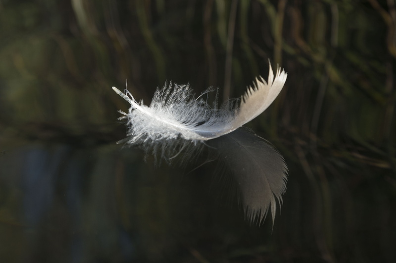 feather, close-up, beauty in nature, lightweight, motion, fragility, 4K, animal wildlife, animal themes, waters, animal, lake constance, hairstyle, day