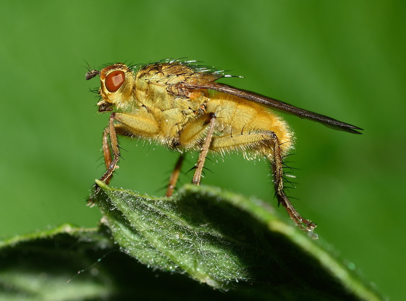 animal eye, day, animal, no people, animal body part, focus on foreground, plant part, green color, insects, close-up, nature, selective focus, insect