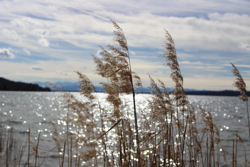 growth, summer, tranquility, frozen, panorama, 5K, peaceful, landscape, stalk, outdoors, water, brine, focus on foreground, snow, reed, beauty in nature