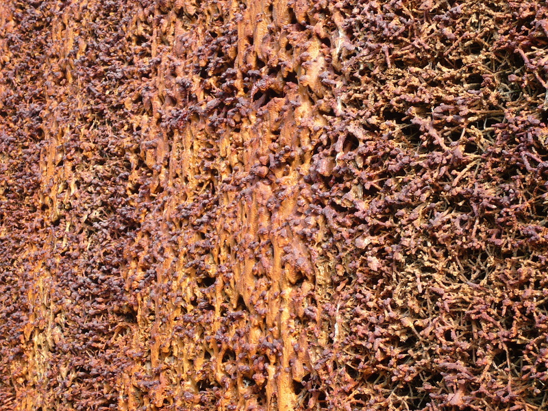 day, abstract, change, Graduation, autumn, nature, Sticks, bad salzuflen, outdoors, directly above, beauty in nature, backgrounds, brown, large group of animals