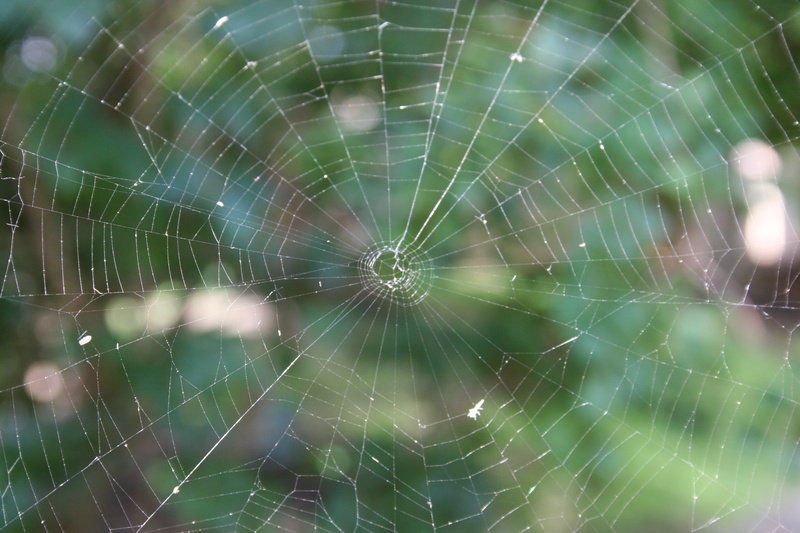 intricacy, animal, concentric, 2K, nature, close-up, spider web, trap, arachnid, complexity, fragility, raindrop, focus on foreground, web, day, outdoors