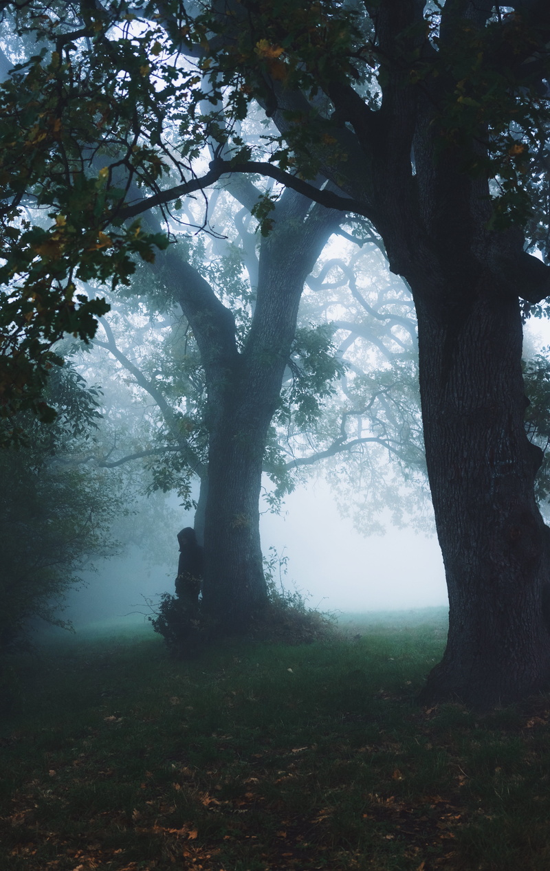 growth, bardolino, scenics - nature, tree, branch, forest, plant, 5K, mist, day, fog, nature, outdoors, italy, tranquility, no people, beauty in nature