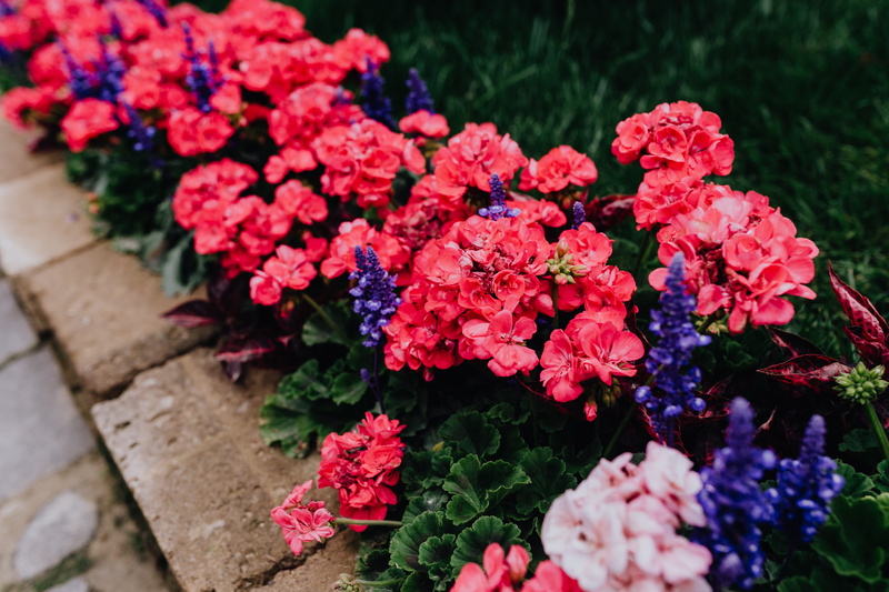 pink color, bunch of flowers, castelfranco, nature, flowering plant, market, day, fragility, Italy, florist, flower head, flower arrangement, 4K, blossom