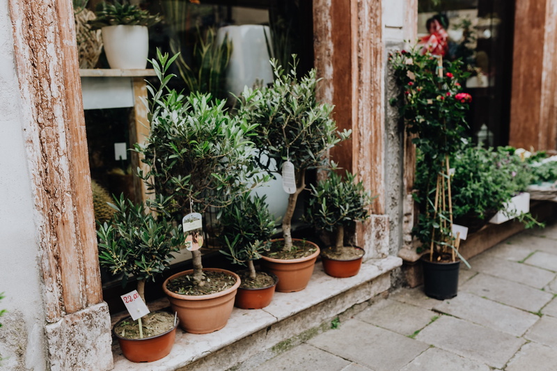 flower, houseplant, plant, florist, blooming, no people, growth, outdoors, small, veneto, 4K, market, arrangement, building exterior, nature, day, gardening