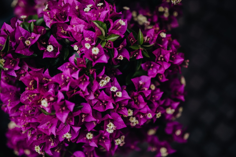 Italy, petal, bunch of flowers, softness, castelfranco veneto, focus on foreground, flower shop, flower, beauty in nature, inflorescence, fragility, 4K
