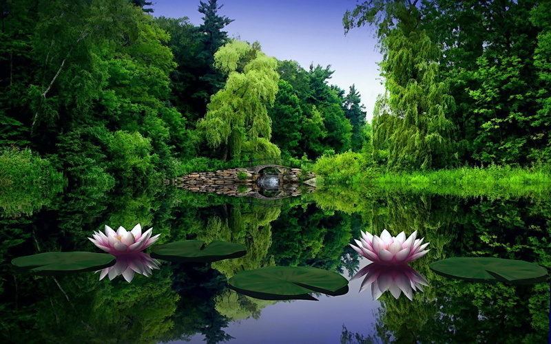 Lake, Lilies, 1080P, Flowers, Water