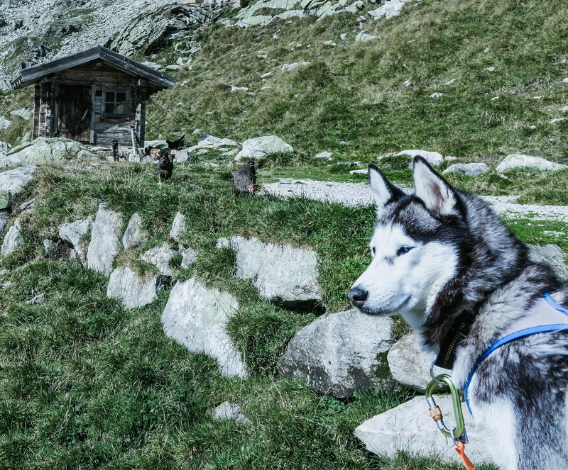 built structure, one animal, land, mammal, 2K, explore, vertebrate, nature, ginzling, austria, rocks, mountains, hiking, zillertal, alps, grass, wander