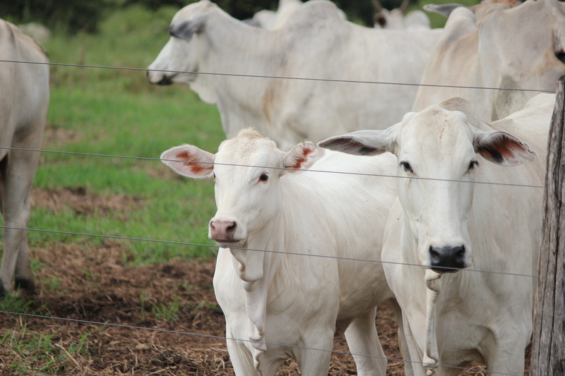 safety, outdoors, calf, cow, cows, domestic cattle, pedra preta, white, cattle, animal head, ranch, vertebrate, herbivorous, outdoor, nature, fence, domestic animals