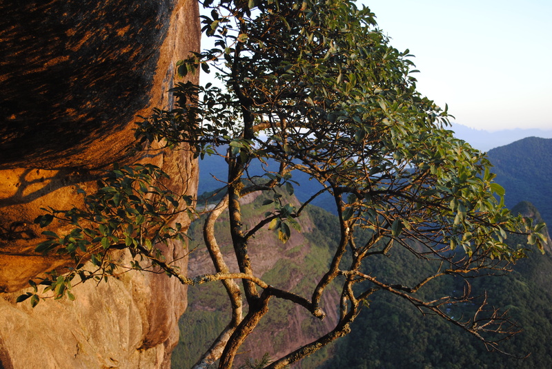 4K, mountain range, light, pedra da gávea, nature, low angle view, outdoors, sunrise, non-urban scene, trunk, mountain, growth, landscape, plant, morning