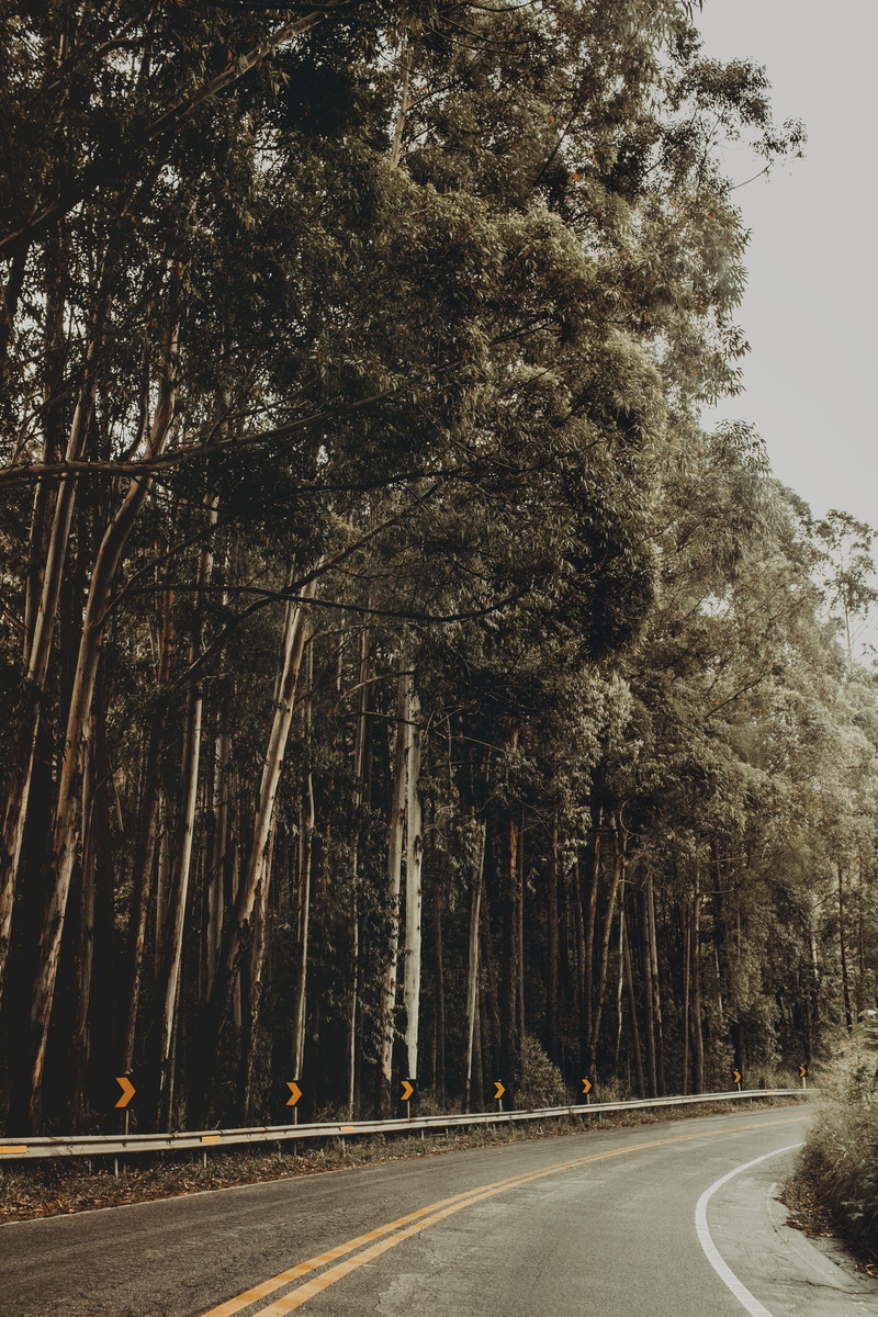 beside, marking, the way forward, grove, person, human, roadtrip, woodland, highway, growth, sky, diminishing perspective, outdoors, direction, land, 5K