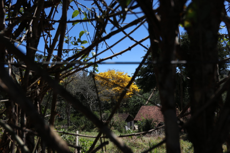 beauty in nature, branch, focus on background, no people, selective focus, outdoors, tree, flower, day, forest, architecture, pico pedra azul, brazil, trunk