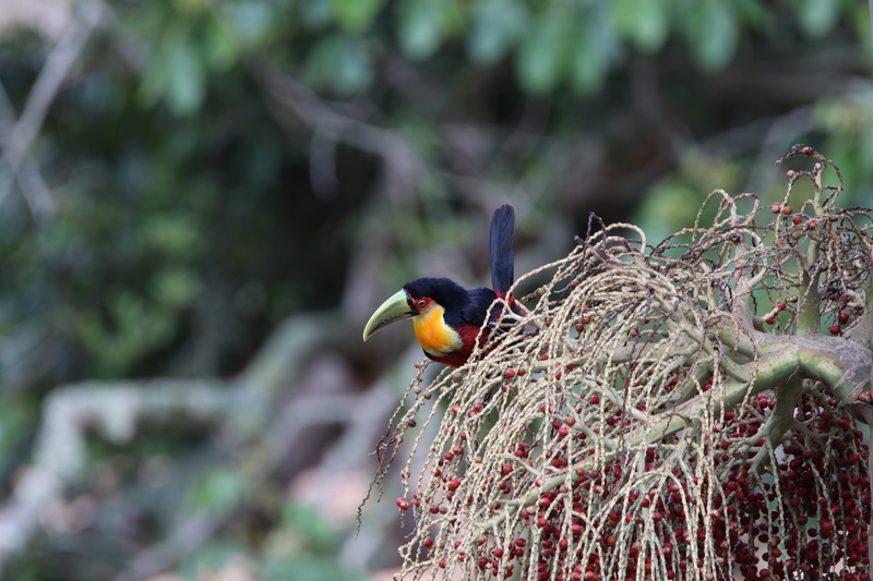 perching, toucan, black, vertebrate, beauty in nature, head, ice, landscape, agelaius, yellow, outdoors, selective focus, animal themes