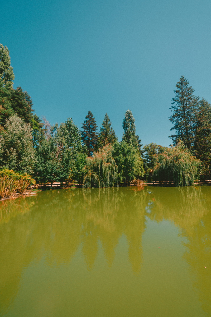 outdoors, portugal, nature, beauty in nature, tree, waterfront, lake, pedras salgadas spa and nature park, growth, green color, tranquility, copy space