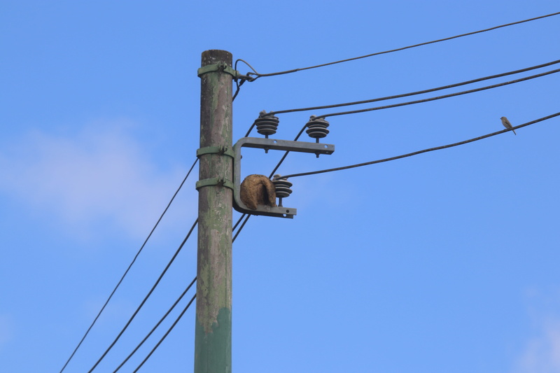 low angle view, cable, telephone line, wooden post, technology, clear sky, telephone pole, sky, electricity pylon, connection, electrical equipment, no people