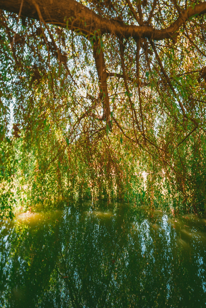 change, tranquility, outdoors, lake, growth, branch, plant, no people, tree, beauty in nature, 5K, day, green color, forest, pedras salgadas, land, vila pouca de aguiar