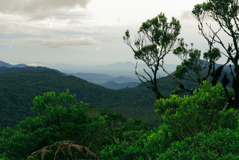 trees, green, tranquil scene, forest, cloud - sky, tranquility, environment, non-urban scene, growth, tree, 5K, outdoors, brazil, plant, mountain, nature