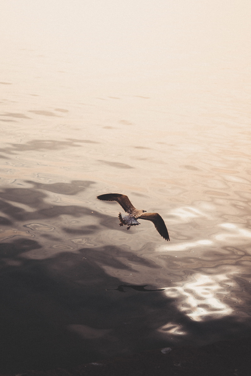 spread wings, minimal, sunset, flying, outdoors, vertebrate, mid-air, motion, sky, animals in the wild, sea, 4K, beauty in nature, bird, day, viana do castelo