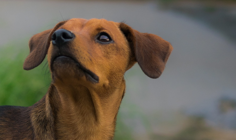 animal head, animal, domestic animals, focus on foreground, no people, belo horizonte, dog, snout, day, canine, mammal, looking, pet, 1080P, animal themes