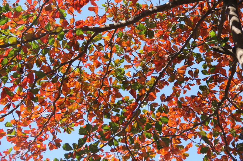 5K, maple leaf, fruit, healthy eating, change, plant, food, autumn, brasil, bluesky, outdoors, color, no people, fall, full frame, leaves, nature, leaf