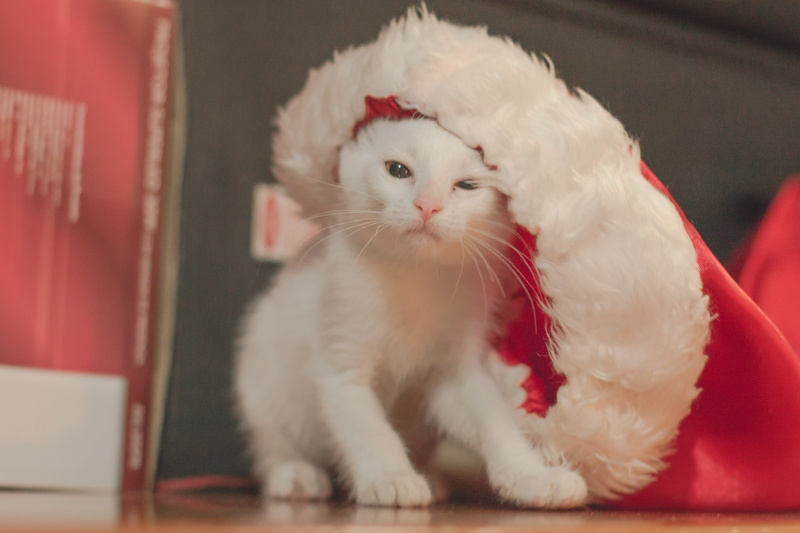 portrait, pets, 4K, domestic cat, whisker, close-up, domestic, cat, cute, feline, brasil, beautiful, no people, christmas, white, kitty, mammal, santa