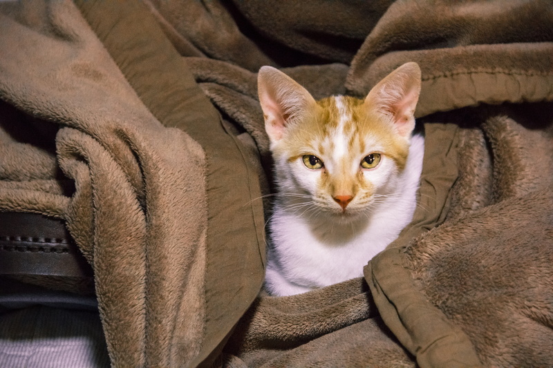 5K, male, colorful, cat, brasil, domestic cat, cute, sofa, kitty, one animal, animal, color, whisker, vertebrate, dominante, mammal, animal themes, feline