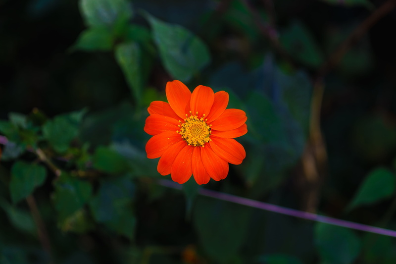flowering plant, pollen, orange color, brazil, dark, flower, beauty in nature, growth, flower head, inflorescence, directly above, close-up, freshness