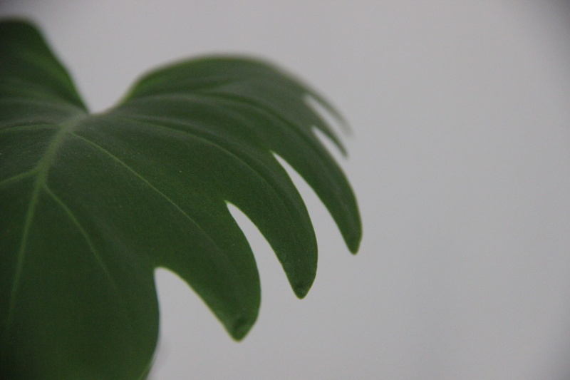 simplicity, plant, plant part, no people, white color, nature, green color, leaf, leaves, 2K, plants, studio shot, indoors, leaf vein, growth, green, minimal