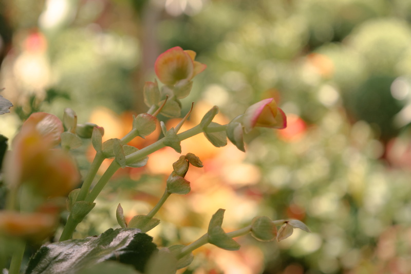freshness, close-up, tranquility, plant stem, plant part, day, rose, flowering plant, av. portugal, 5K, belo horizonte, vulnerability, selective focus